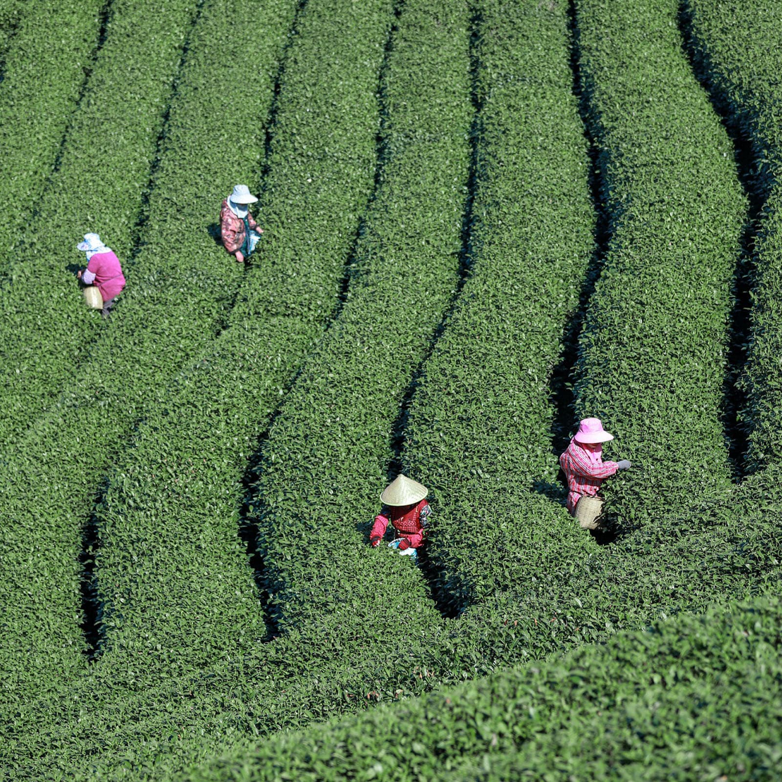 LongjingTea-1600.jpg