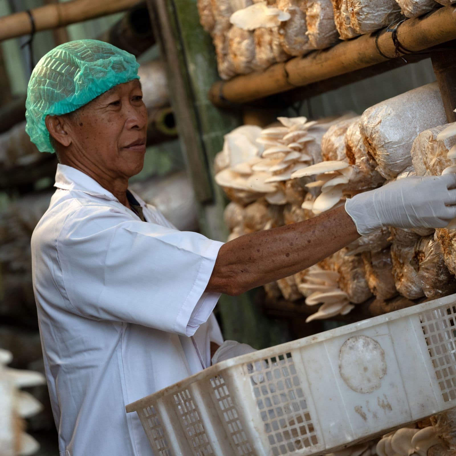mushroom-plantation-1.jpg