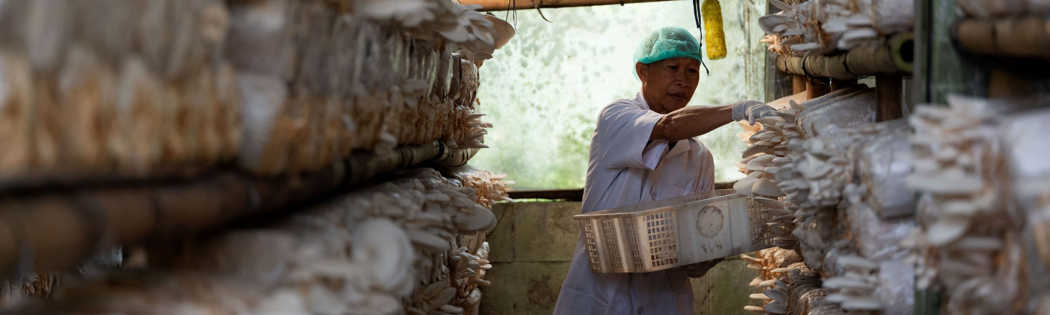 mushroom-plantation.jpg