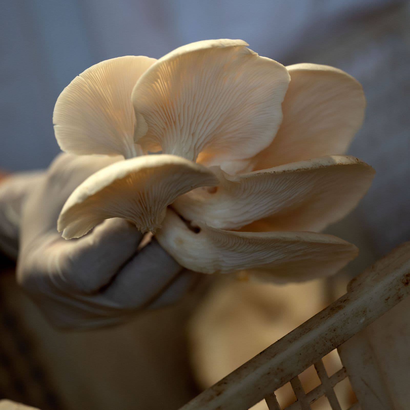 mushroom-plantation-2